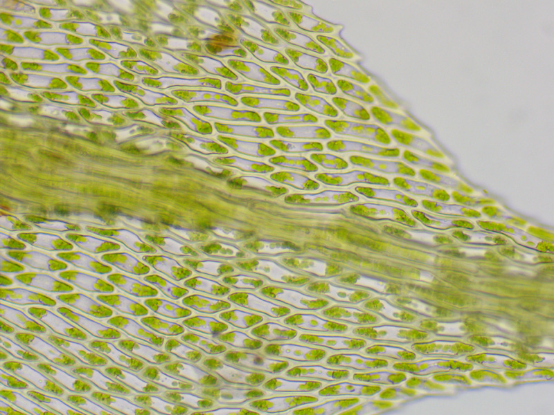 Cratoneuron filicinum